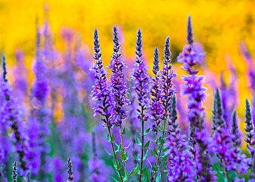 还有高手 《NBA 2K24》超越《三国杀》成为Steam差评榜第二